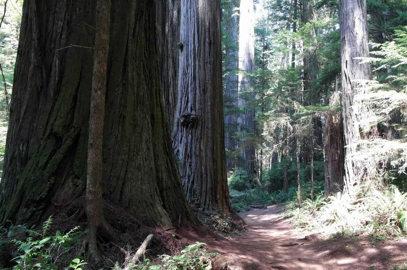 redwood-state-park-california-01