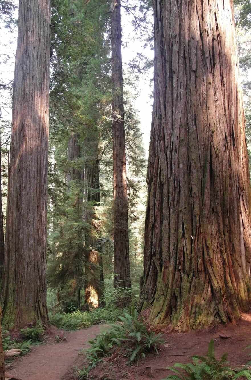 redwood-state-park-california-03