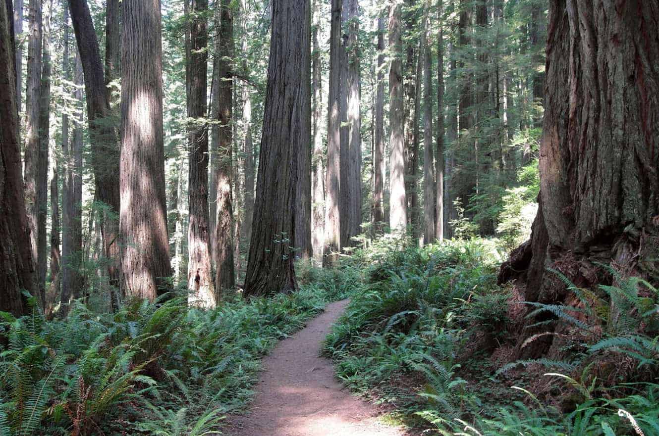 redwood-state-park-california-04