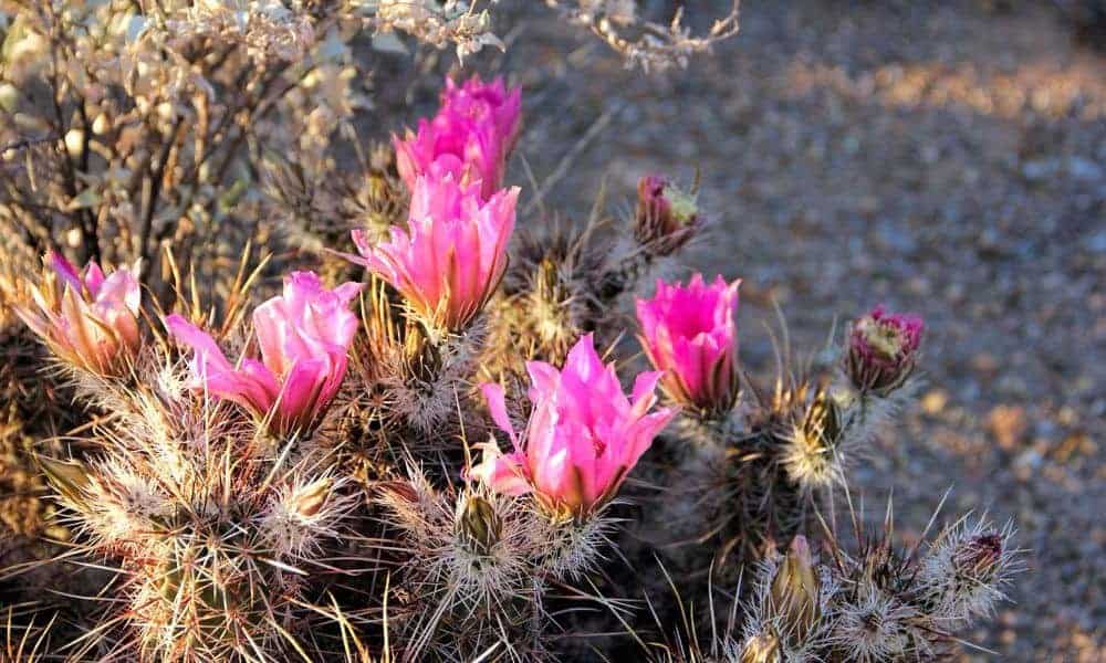 Hedgehog cactus Echinocereus in bloom with pink flowers