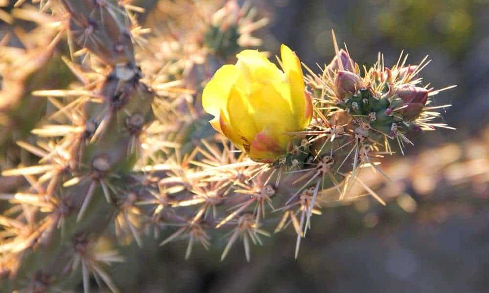 Another Cholla in bloom