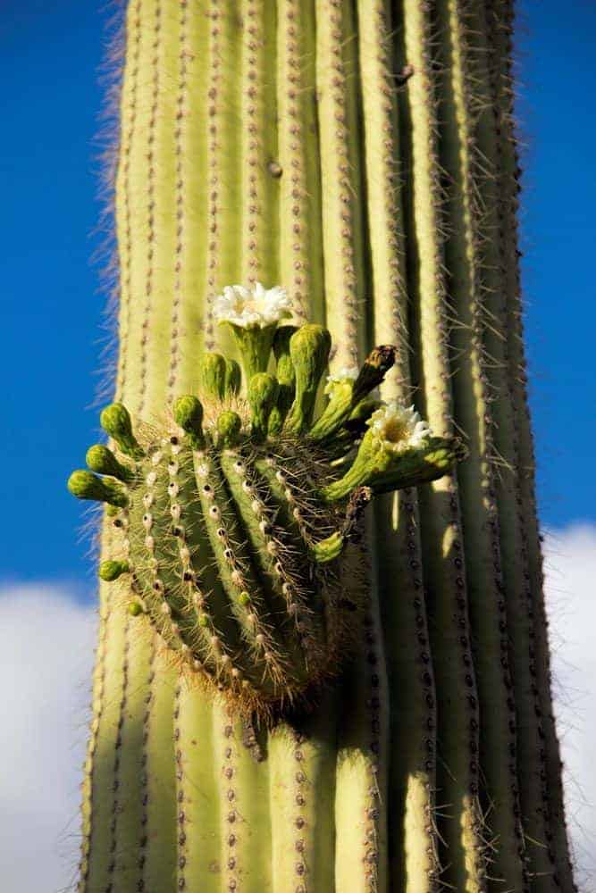 Saguaro cactus in bloom.