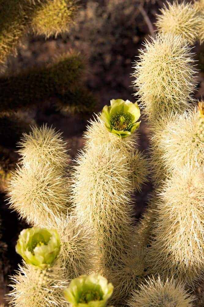 Jumping Cholla in bloom