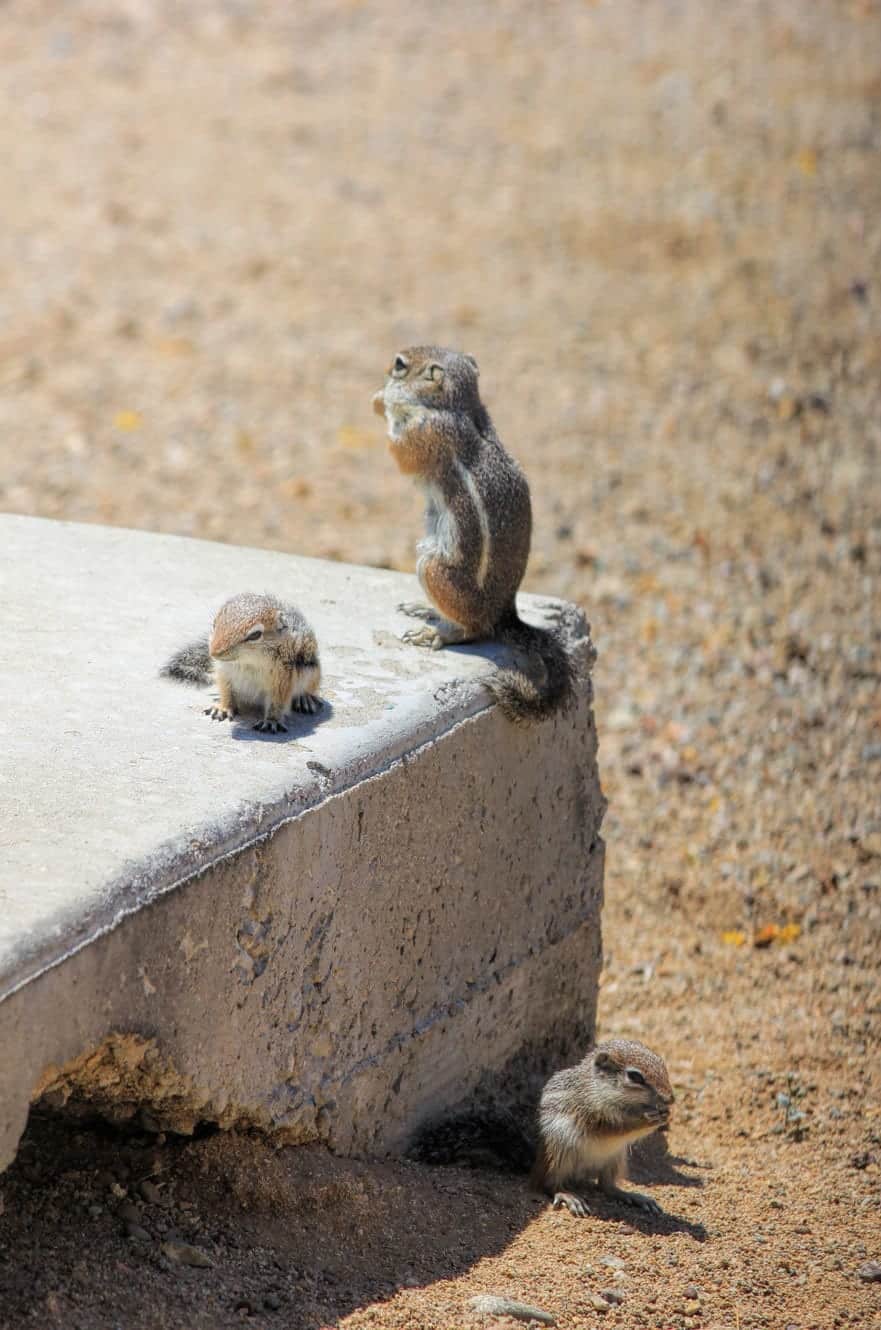 Baby chipmunks - Tucson Arizona