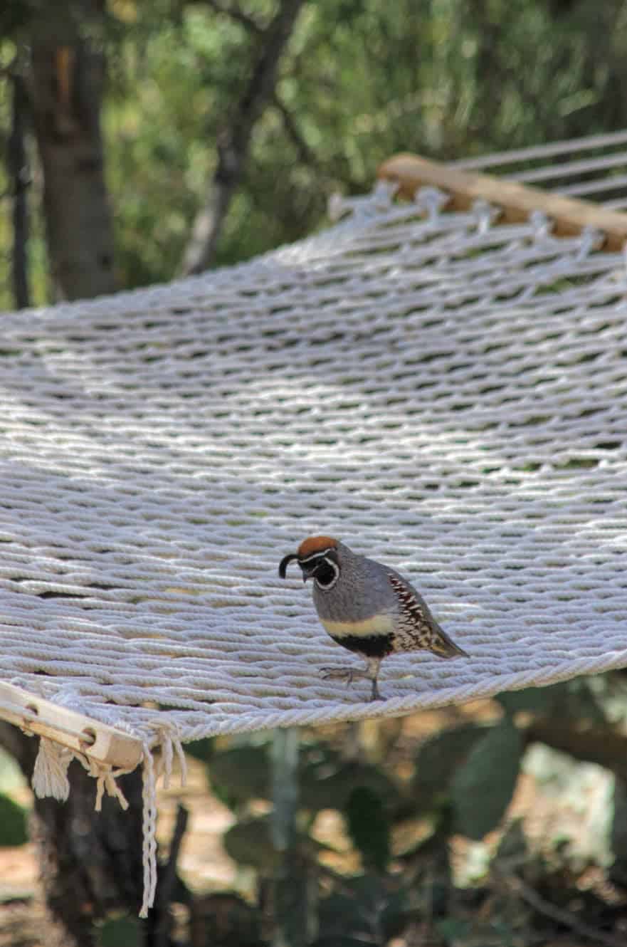 Gambel's Quail hanging out.
